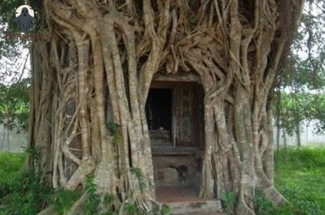 truyện ma cây gạo