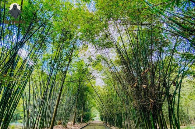 Truyện Ma Sau Lũy Tre Làng
